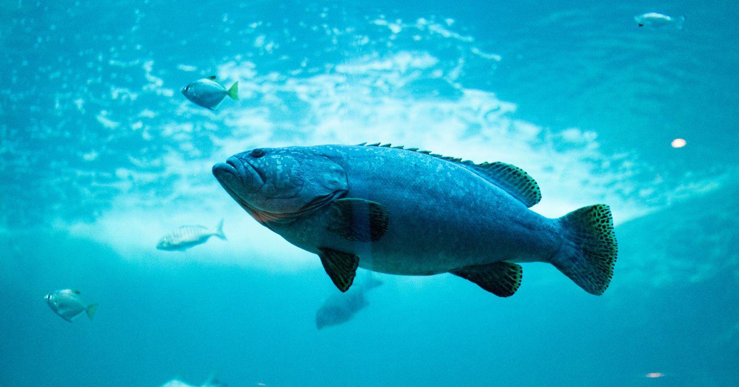 A big fish swims through clear blue water with smaller fish around it, for a beginner's guide on aquaculture