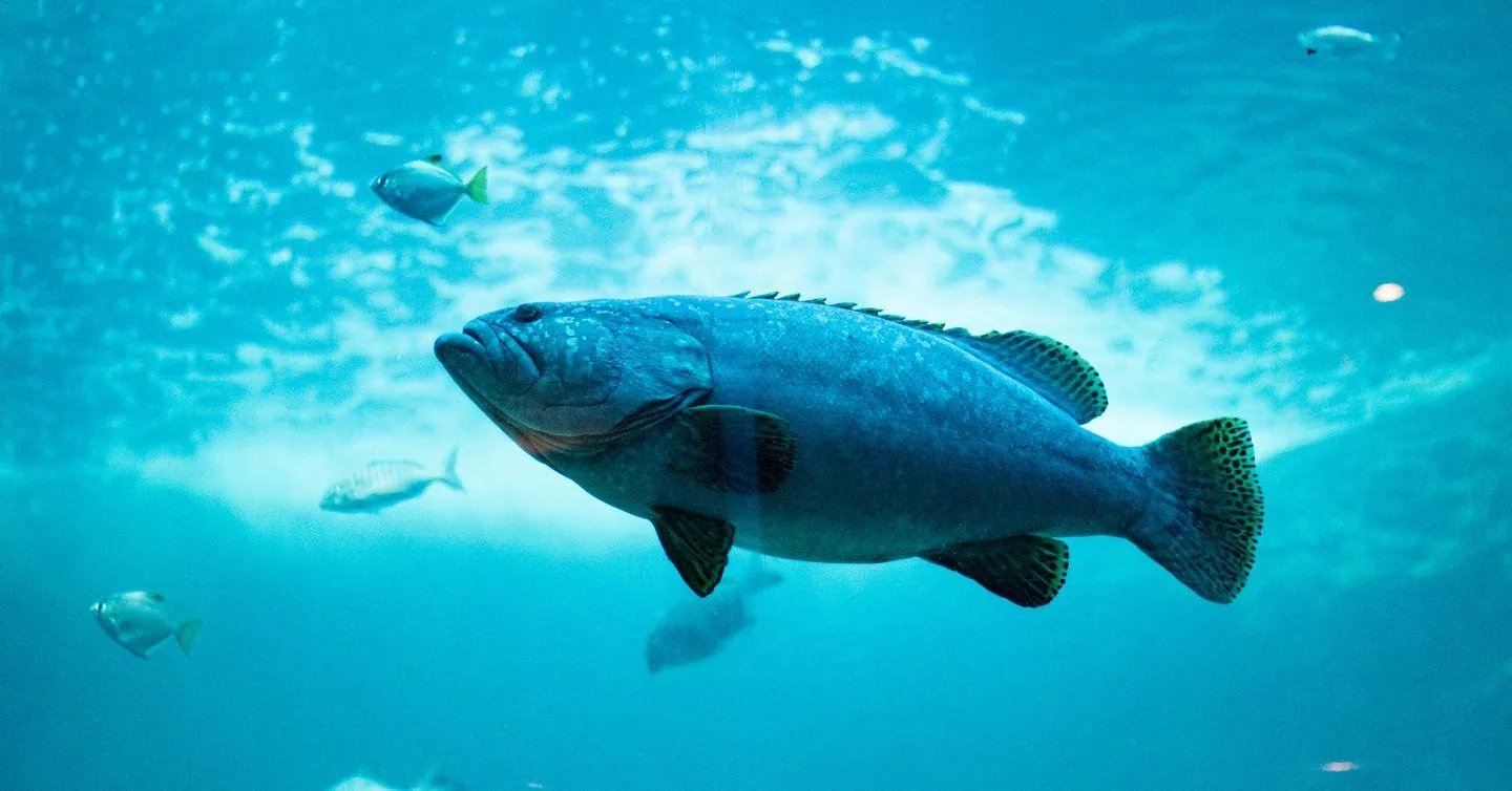 Large fish swimming in clear blue water among smaller fish, illustrating a beginner's guide to aquaculture